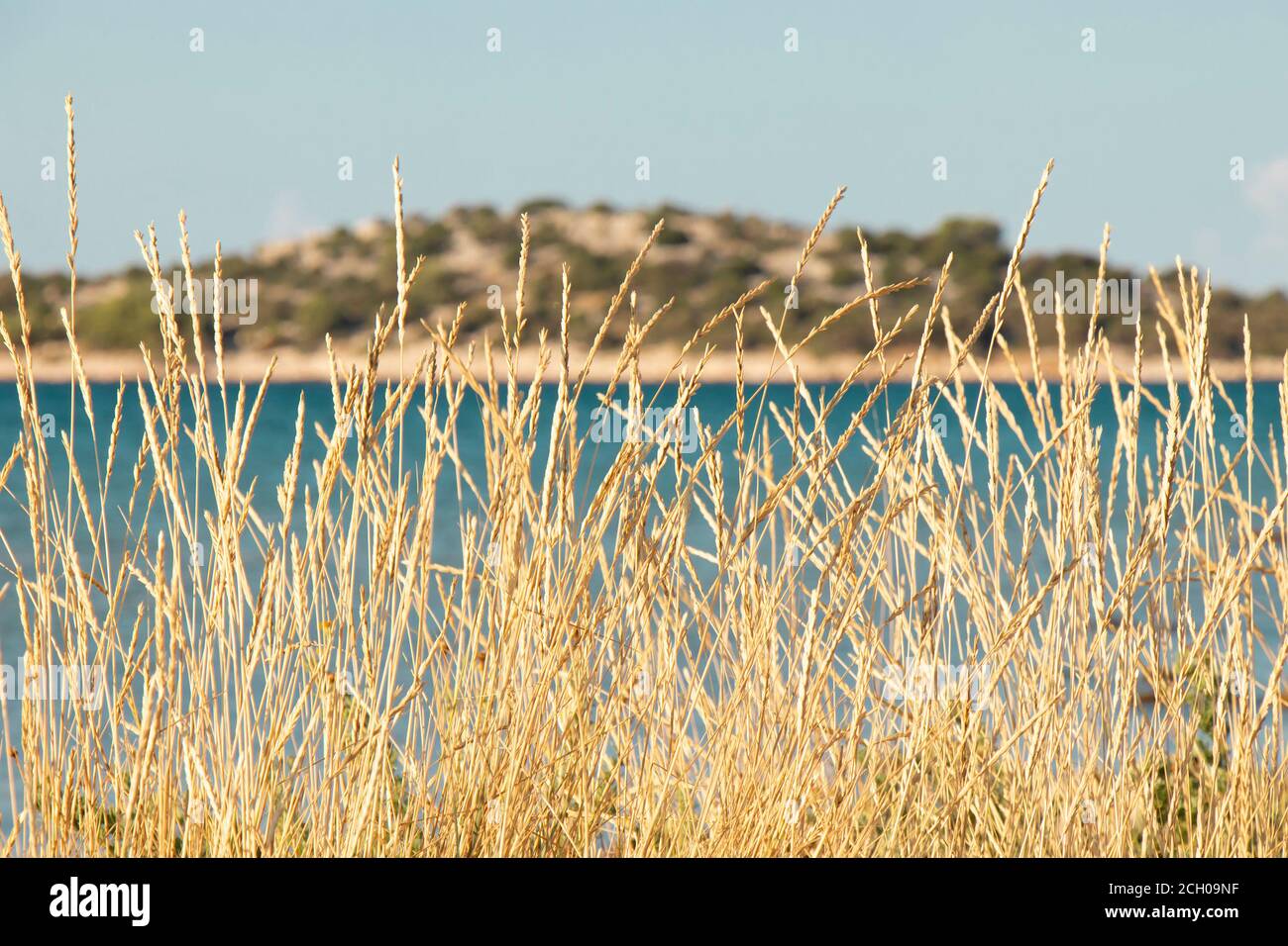 Detalle de hierba seca costera en el viento, de cerca Foto de stock