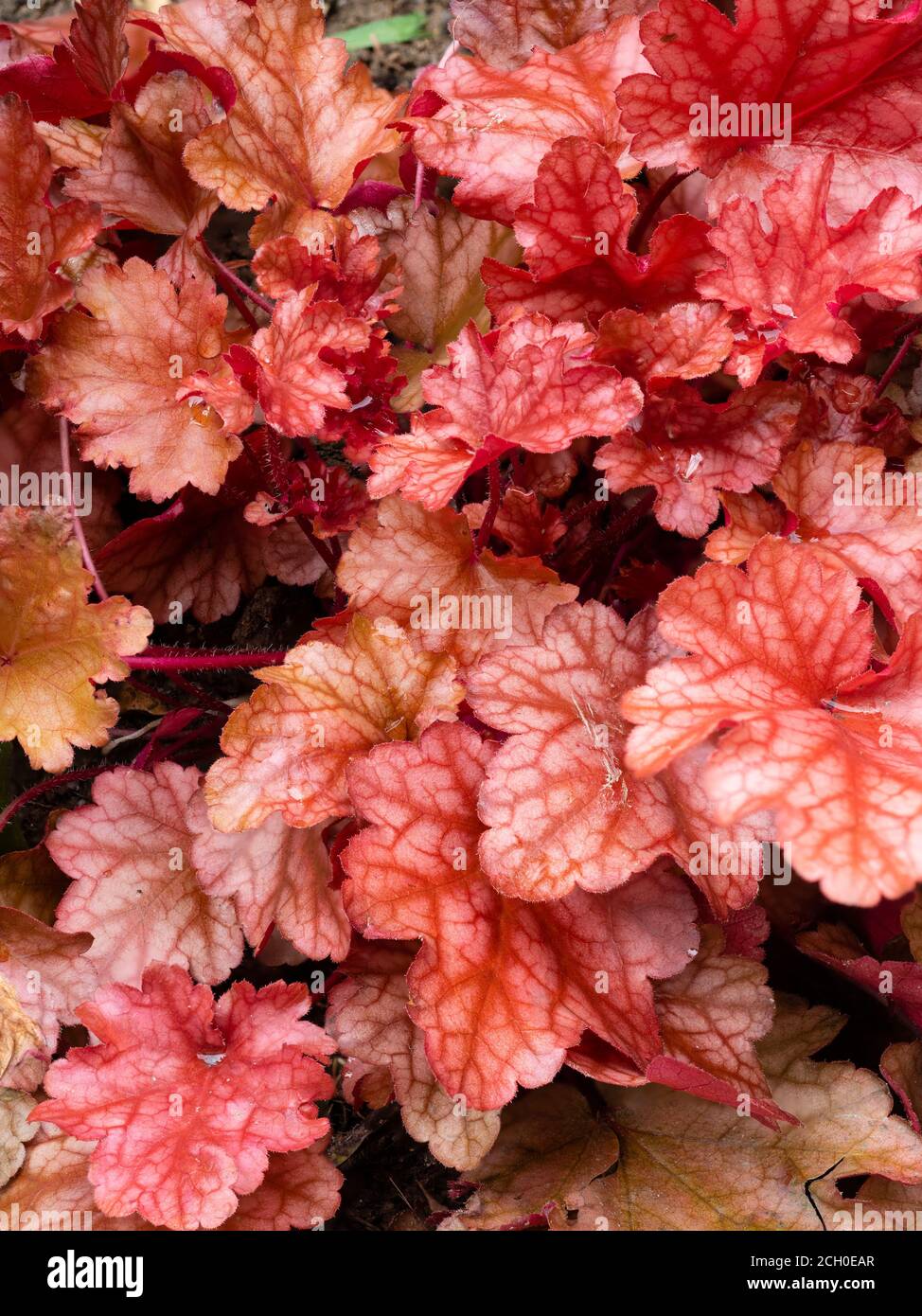 Follaje rojo de la cubierta vegetal perenne perenne resistente, Heuchera 'Peach Flambe' Foto de stock