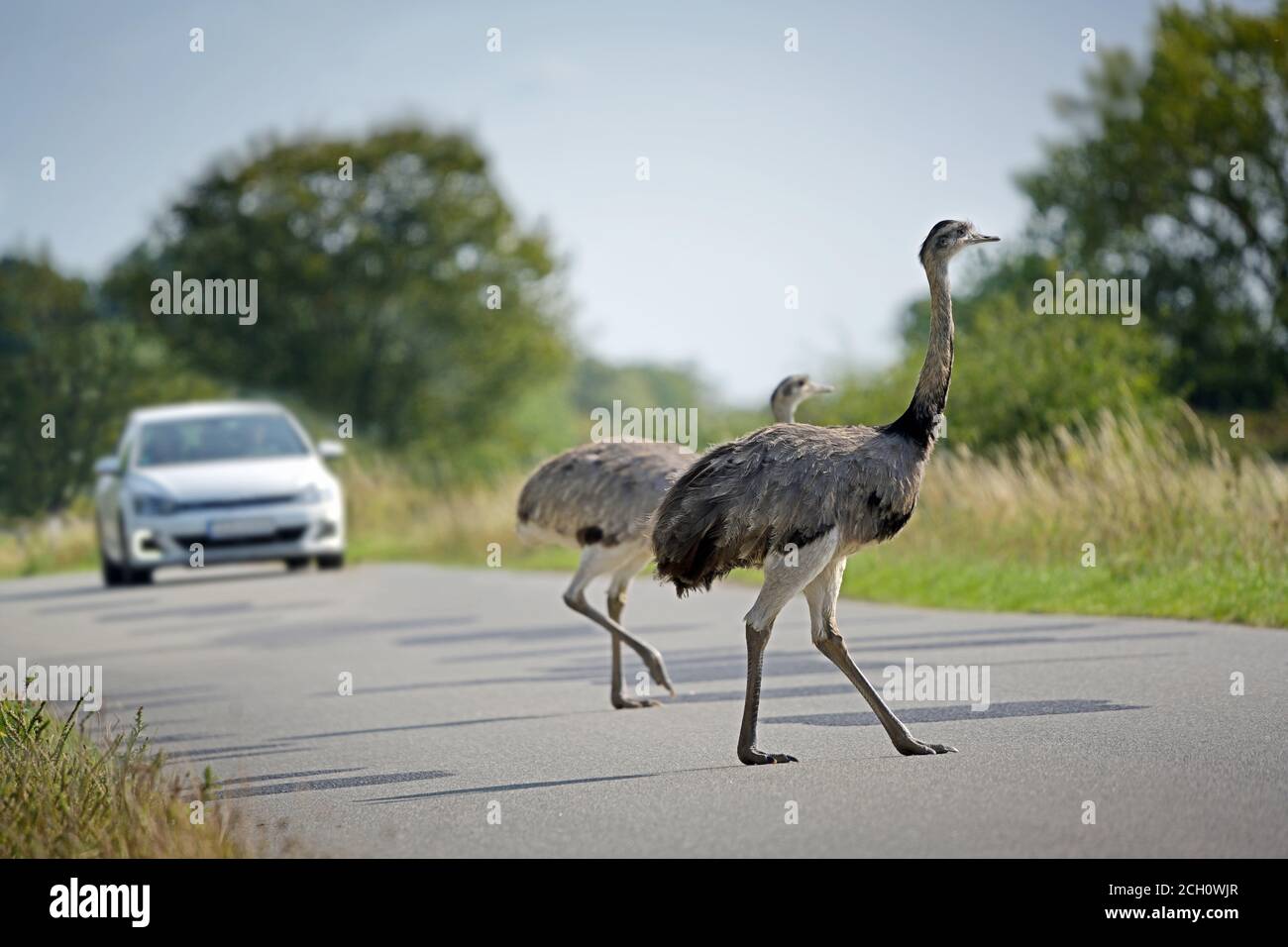 Dos nandus o mayor rhea (Rhea americana) cruzar la carretera frente a un coche que se aproxima en Mecklemburgo Pomerania Occidental, Alemania, las grandes aves pueden ser Foto de stock