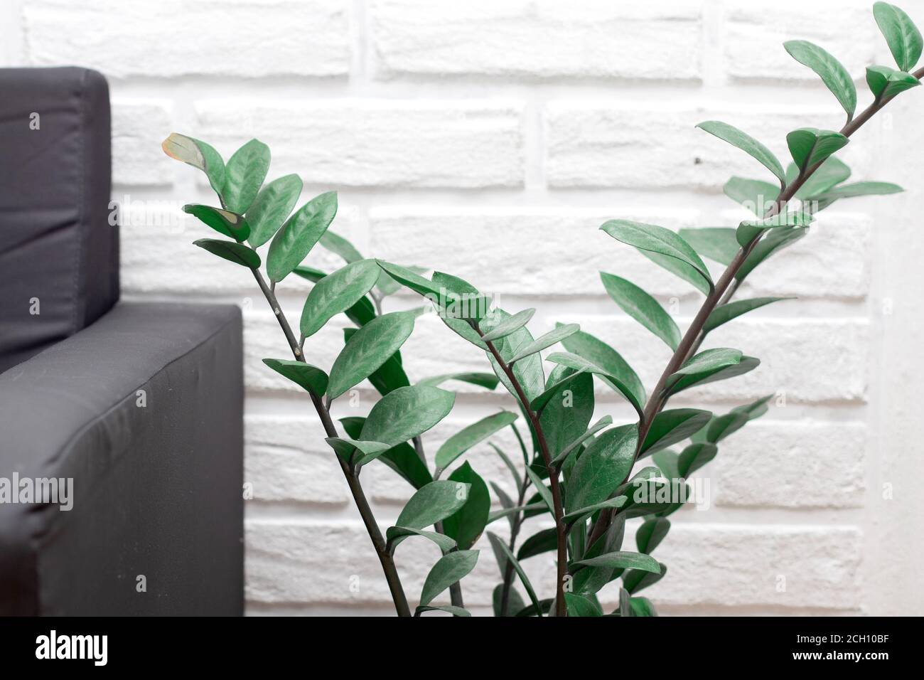 Verde Zamioculcas planta en el hogar en el pote en el blanco fondo de ladrillo y sofá Foto de stock