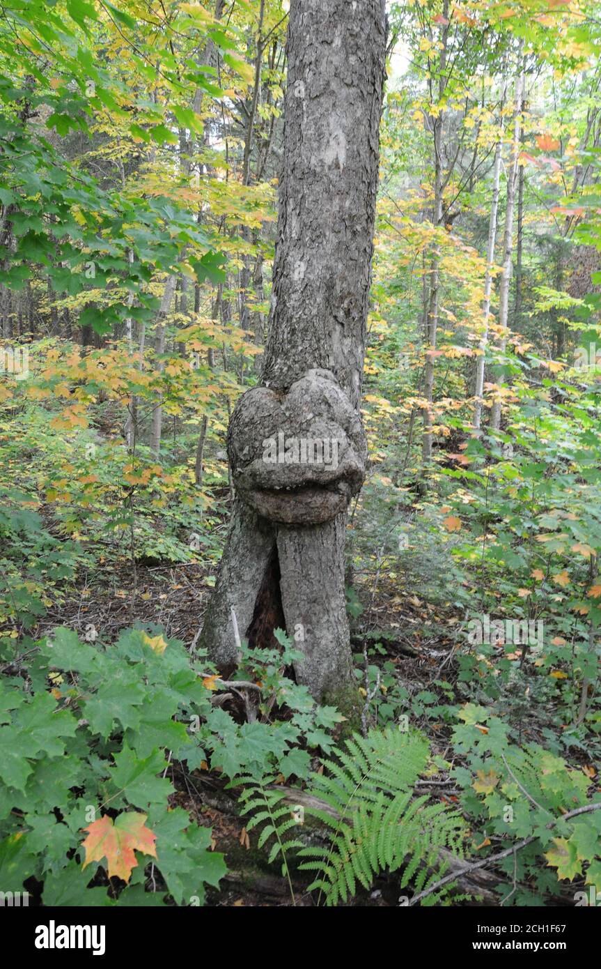 Árbol con rostro humano sonriente en la naturaleza con una ilusión majestuosa en el bosque, una rareza y fenómenos asombrosos. Foto de stock