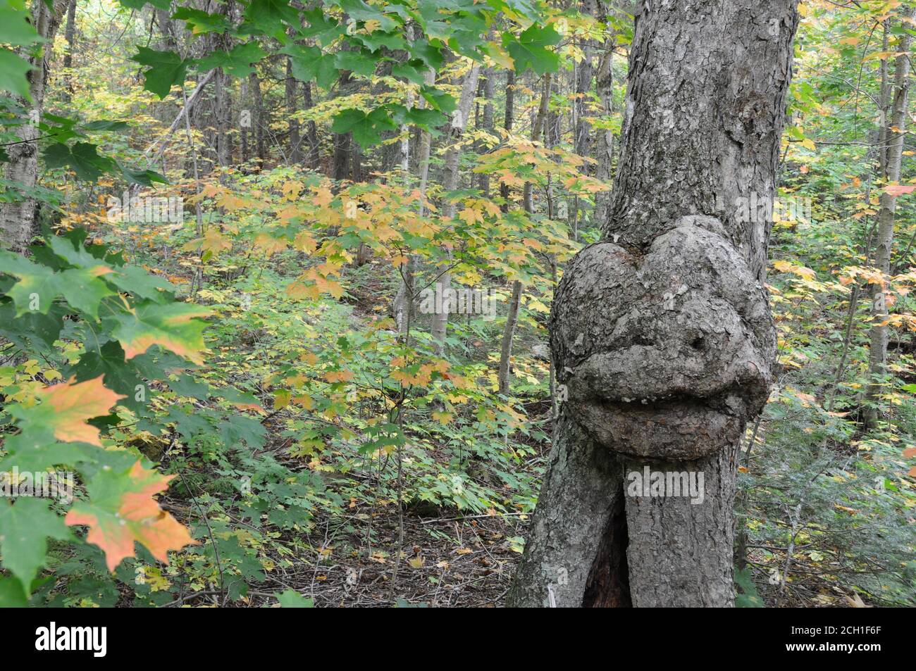 Árbol con rostro humano sonriente en la naturaleza con una ilusión majestuosa en el bosque, una rareza y fenómenos asombrosos. Foto de stock