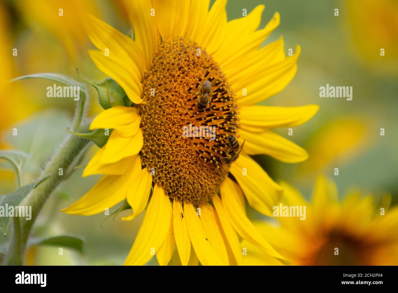 Cerca de la abeja recolectando néctar en un girasol Foto de stock