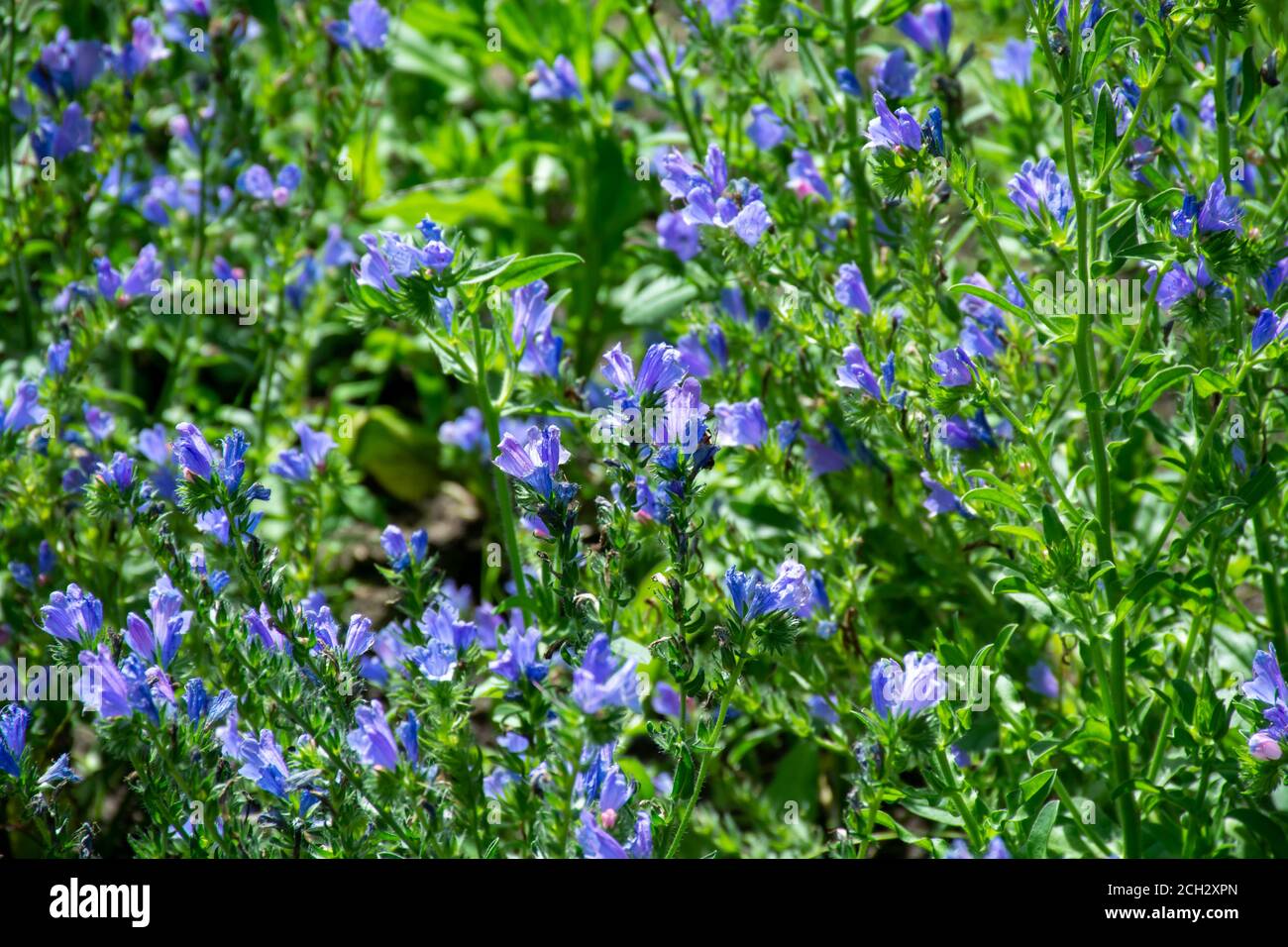 Colección botánica de plantas medicinales, flor azul de echium vulgare o planta  de butillol de semillas de color azul Fotografía de stock - Alamy