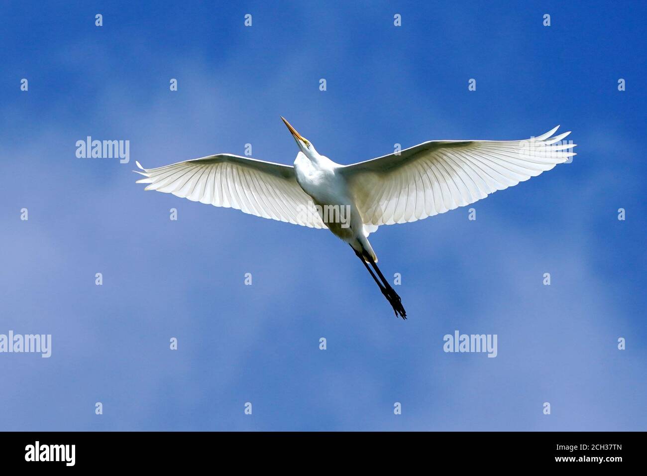 Grandes Gargetas en el hábitat de Marsh Foto de stock