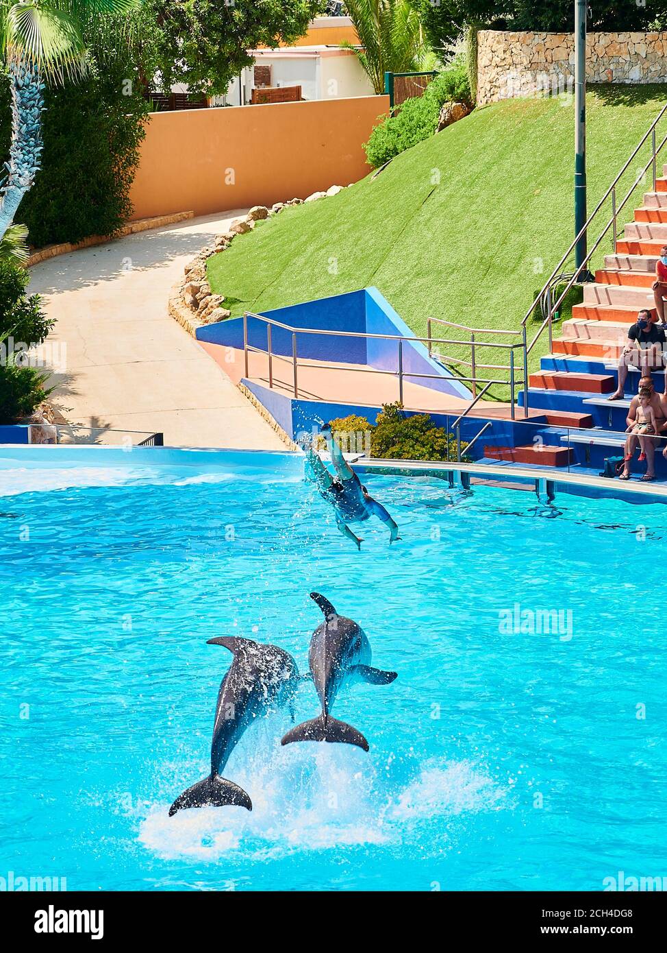 Delfines saltando del agua en la piscina del zoo marina, Albufeira, Portugal Foto de stock