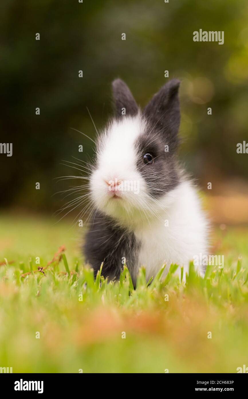 Los mejores juguetes para conejos> - Granja La Luna