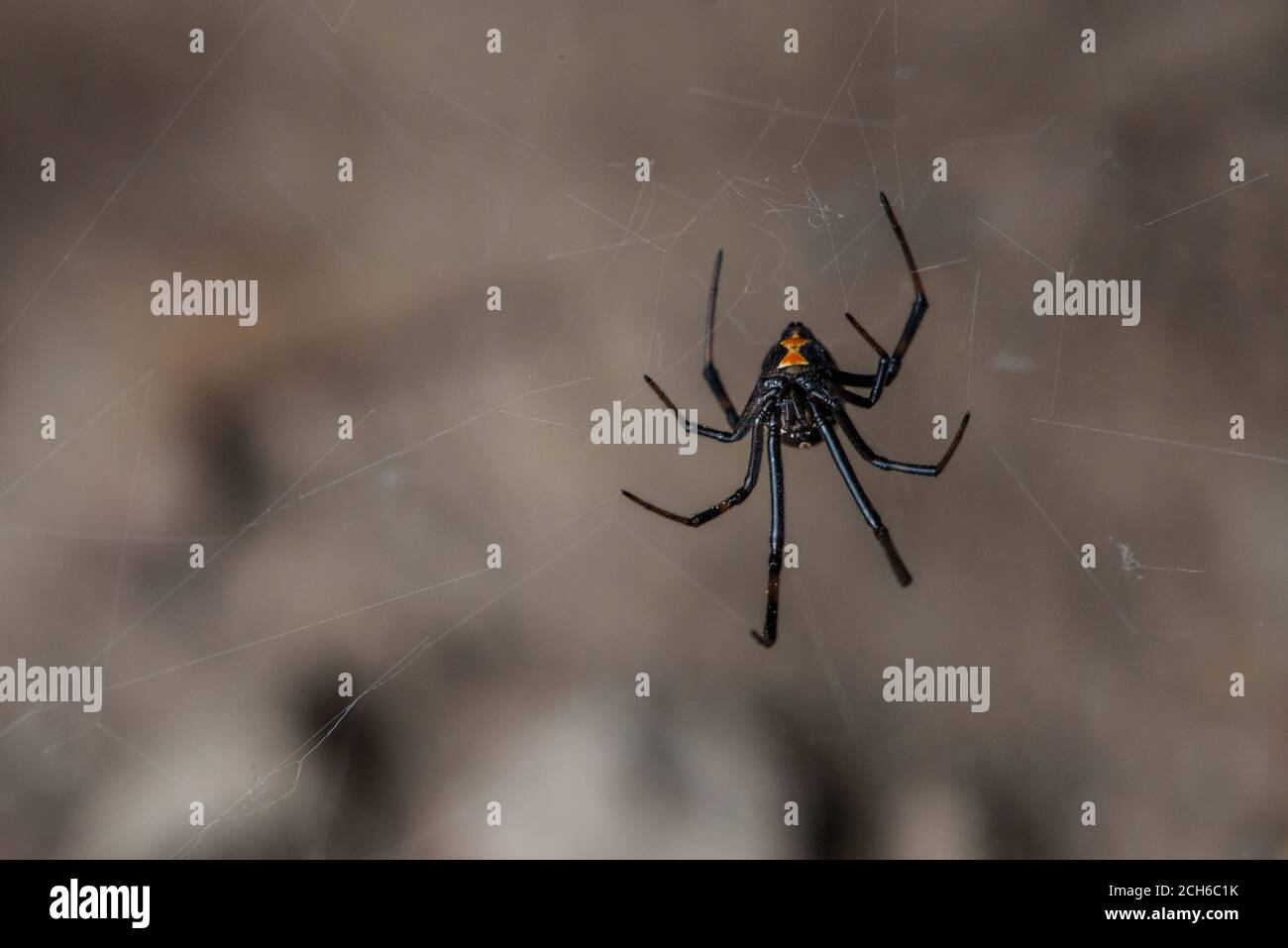 La araña viuda negra occidental (Latrodectus hesperus) una de las pocas arañas peligrosamente venenosas en América del Norte. Visto en California. Foto de stock