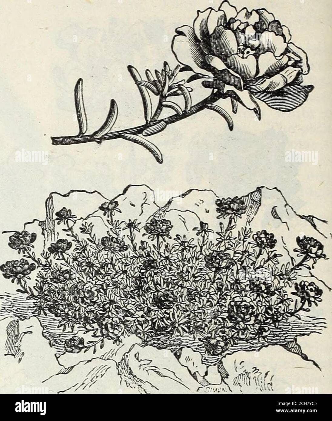 Semillas de Steckler : 1905 flores amarillentas y  y medio  feetigh. Enero tillApril. Torenia Four-nierii. Una planta de introducción  mexicana, que ha sido muy  encuentra el pozo de calor,