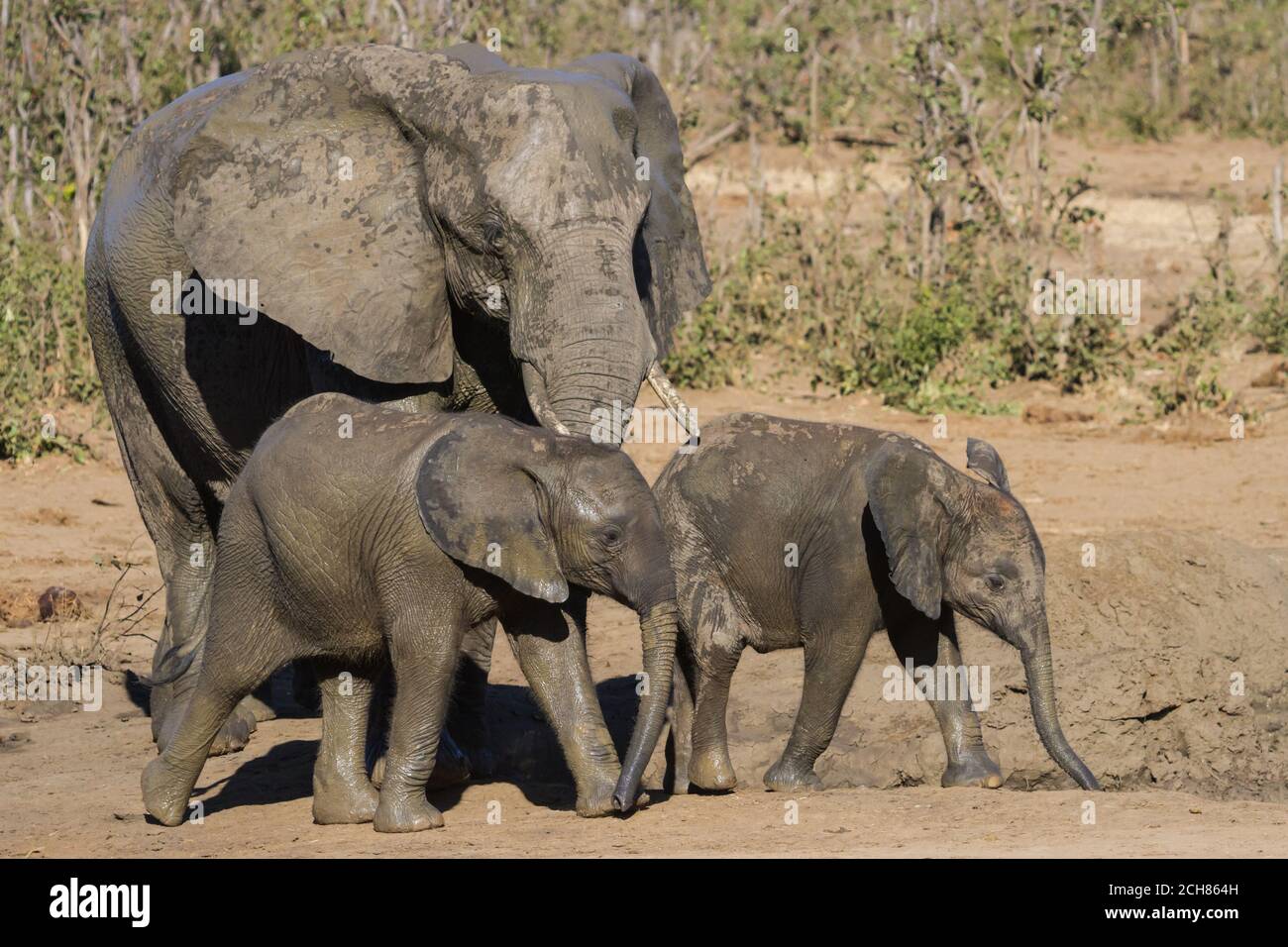 Primer plano de la familia de elefantes (Loxodanta africana), incluidos dos adorables bebés en el Parque Nacional Kruger, Sudáfrica Foto de stock