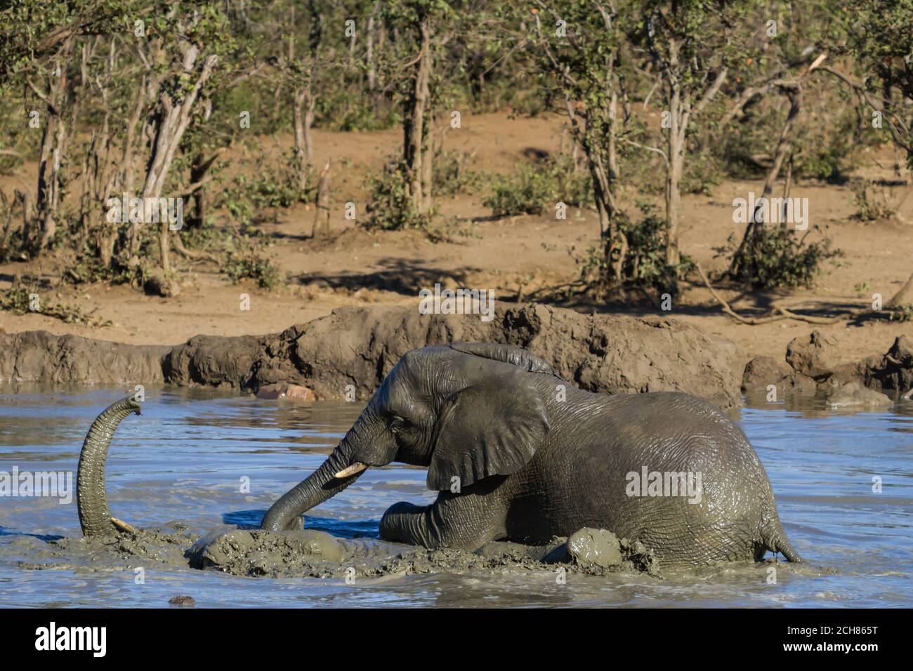 Cierre de elefantes (Loxodanta africana) jugando y disfrutando de un baño de barro en un pozo de agua en el Parque Nacional Kruger, Sudáfrica Foto de stock