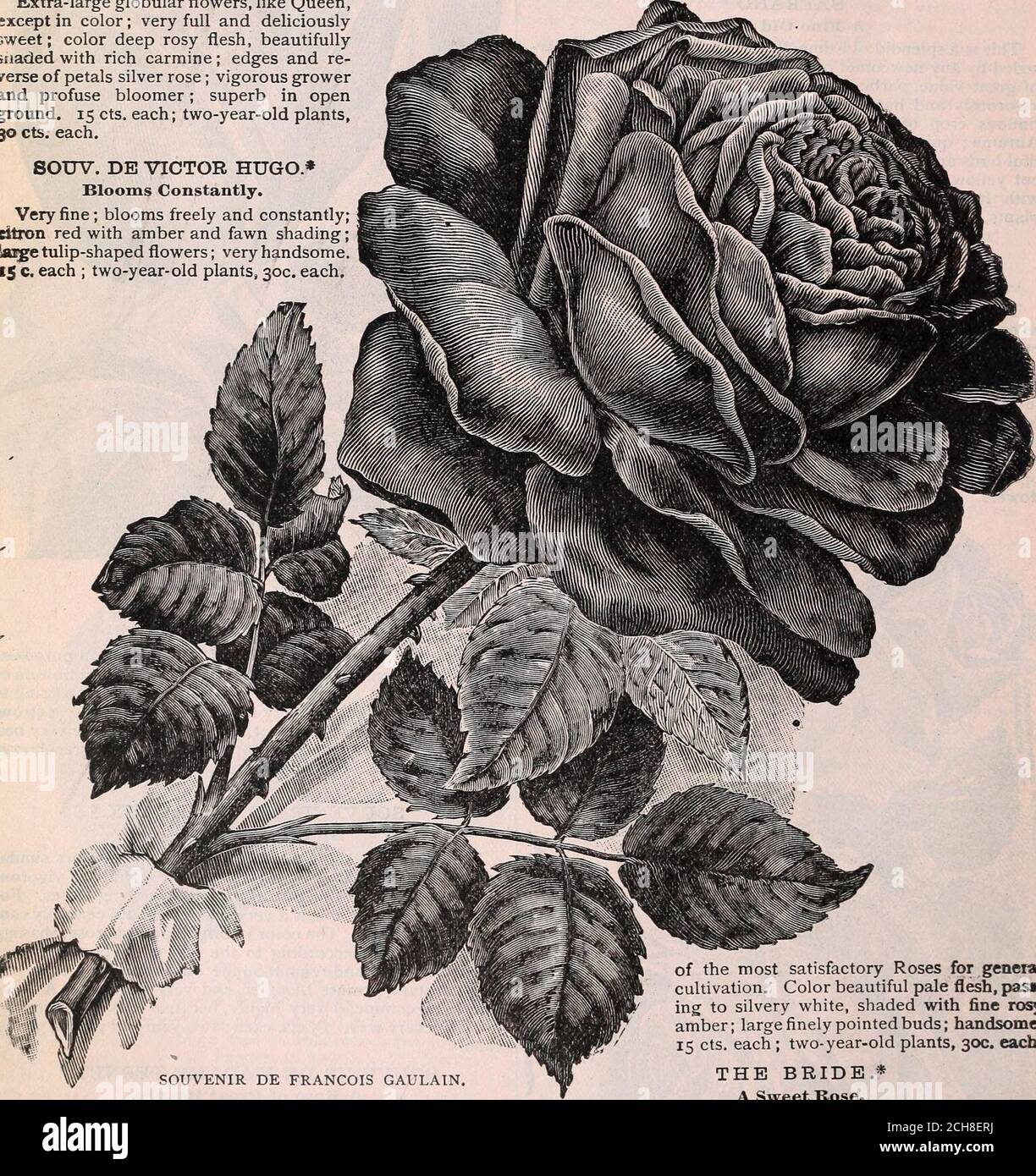 Nuestra nueva guía para la cultura de la rosa : 1898 . cada uno. SOUV. DUN  AMIE.* una rosa famosa. Flores globulares extra grandes, como la Reina,  excepto en color; muy
