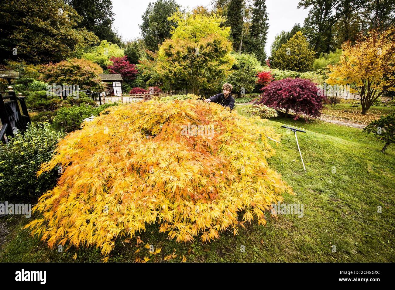 Gardner Ed Edge poda un árbol japonés Acer en los Jardines de té en la confianza Nacional Kingston Lacy casa jardines, donde los largos días de sol brillante durante todo octubre han resultado en el cambio de hoja y el color creando una espectacular muestra de otoño. Foto de stock