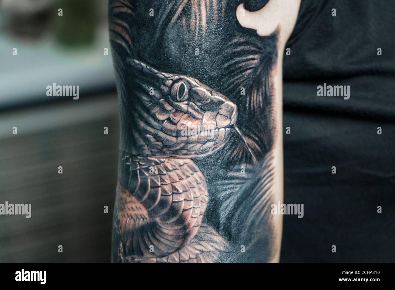 tatoo de serpentes 3d - Pesquisa Google  Mamba negra, Tatuaje de  serpiente, Serpientes