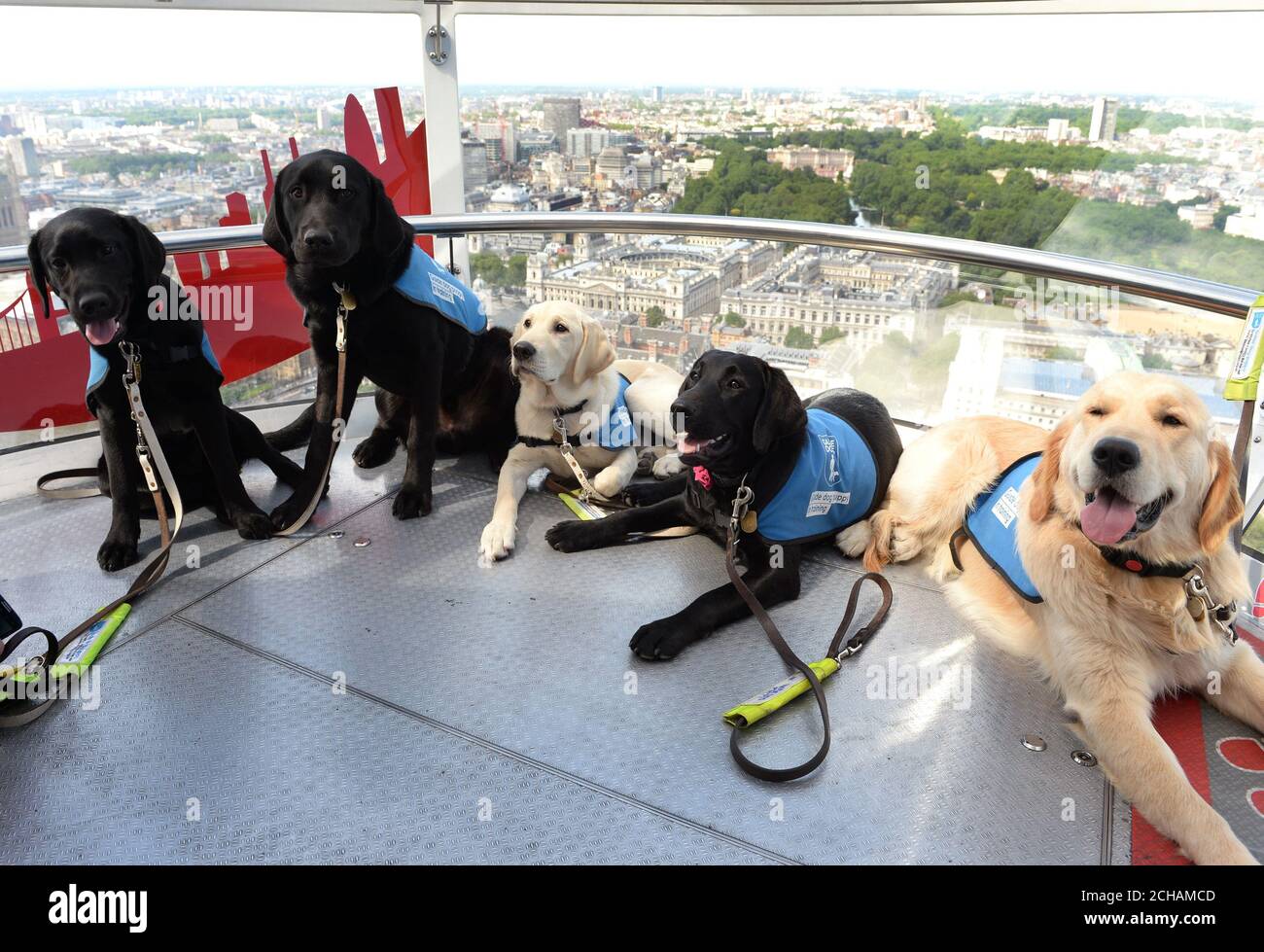 Voluntarios de la rama Medway de perros guía para ciegos tomando un paseo en el London Eye con sus cachorros en entrenamiento. Foto de stock