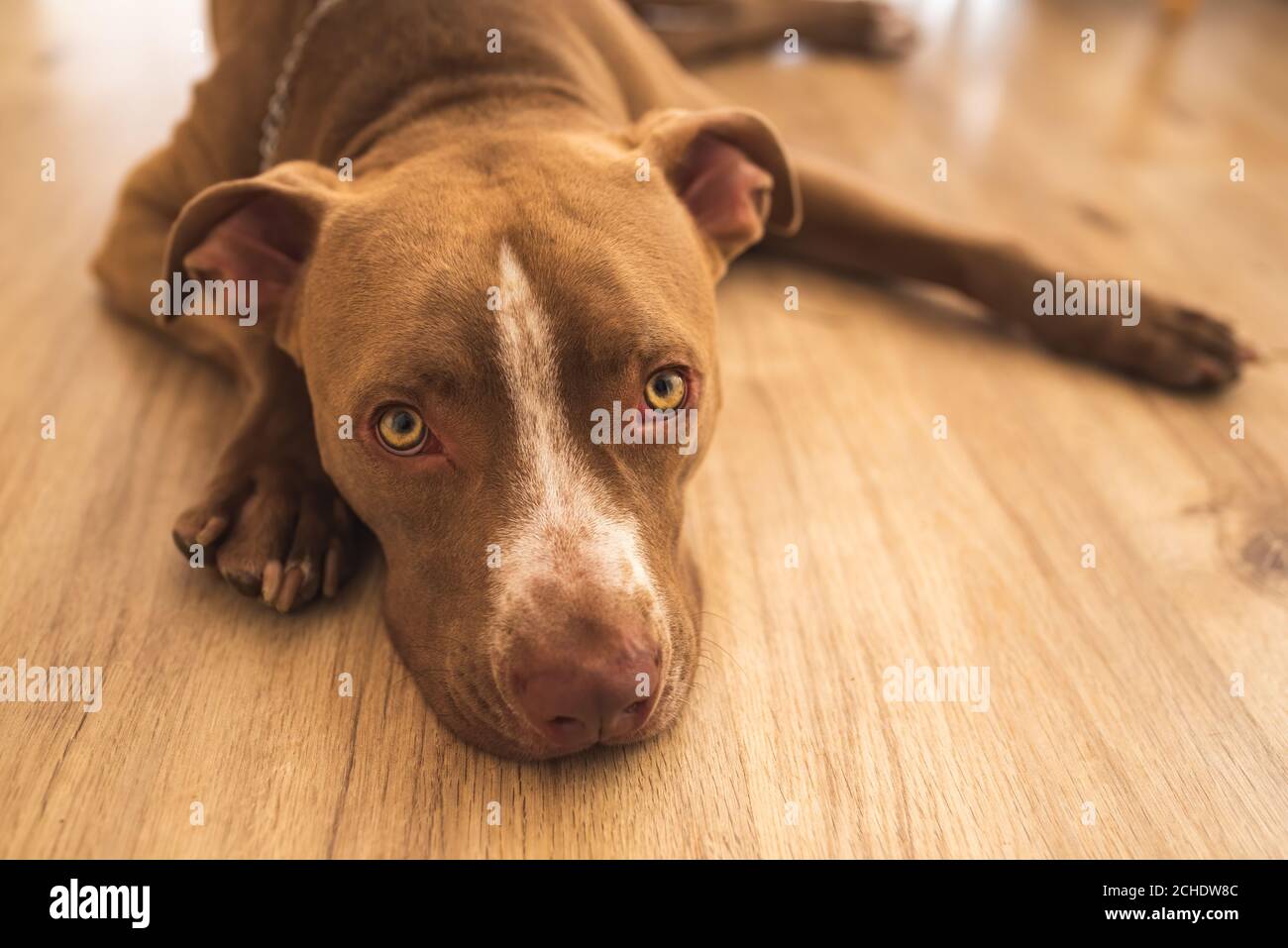 Perro tumbado en el suelo de madera interior, marrón amstaff terrier descansando, grandes ojos tristes mirando la cámara Foto de stock