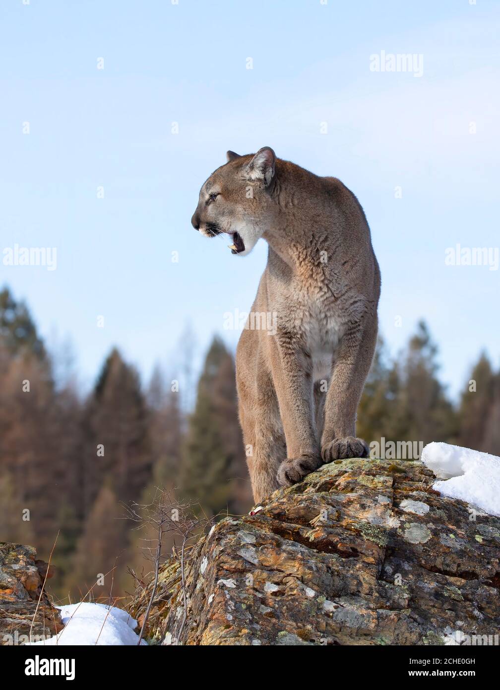 Puma animal fotografías e imágenes de alta resolución - Alamy