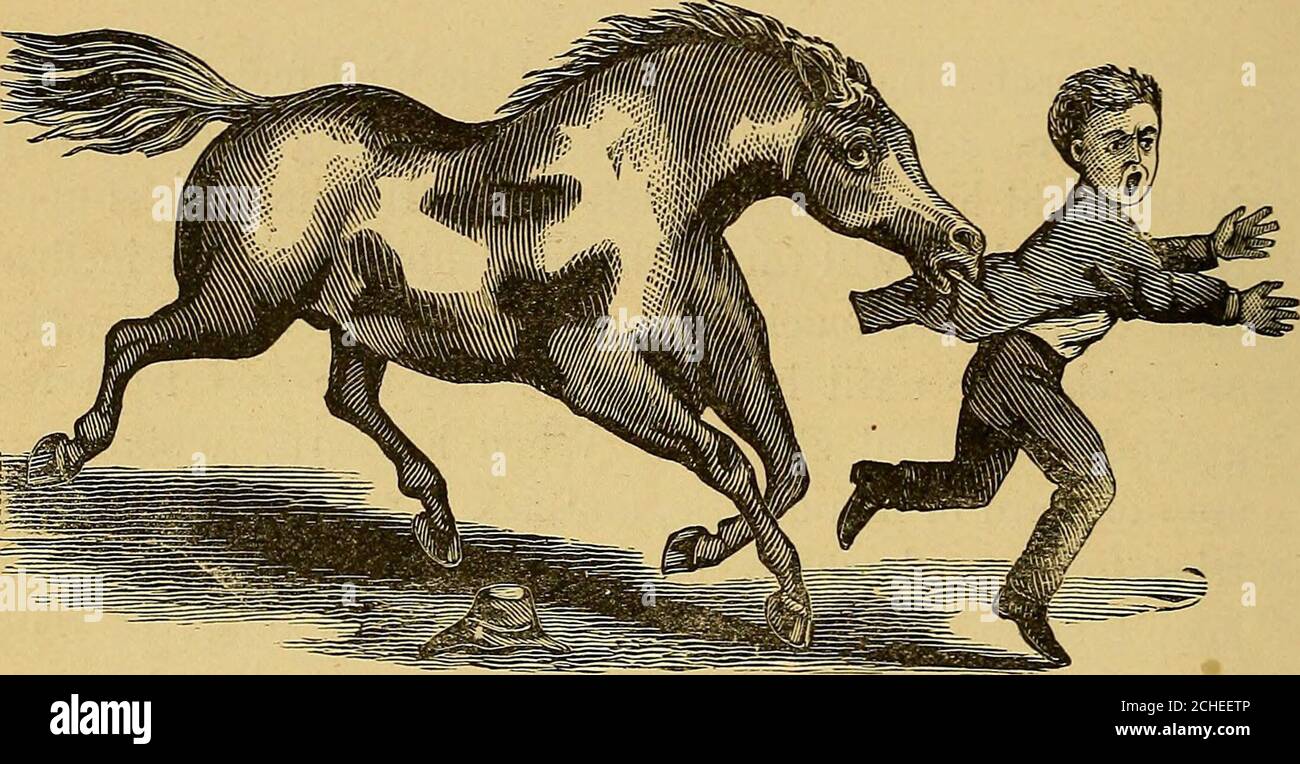 Un caballo aprendiendo y recordando