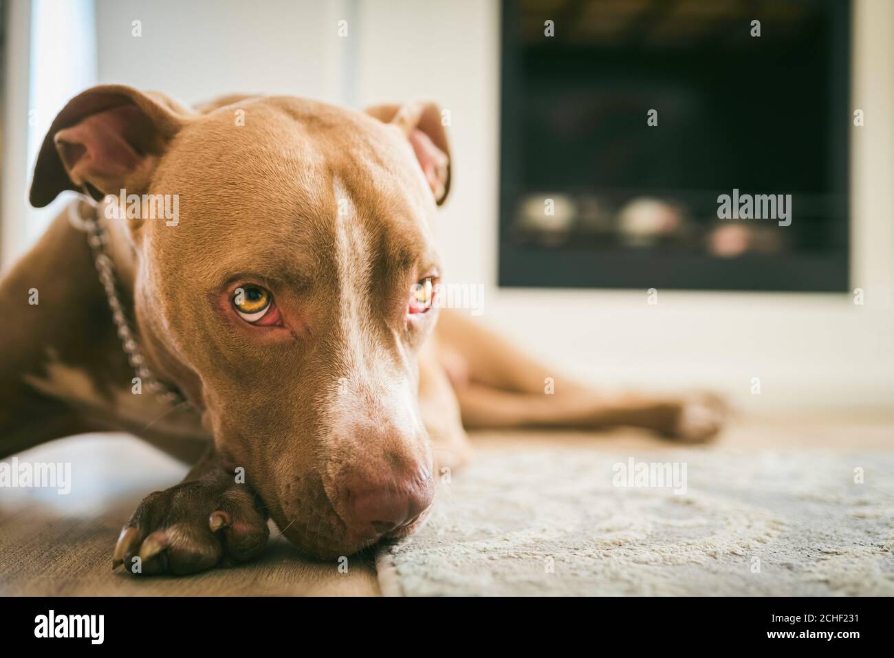Pitbull Triste Fotos E Imagenes De Stock Alamy