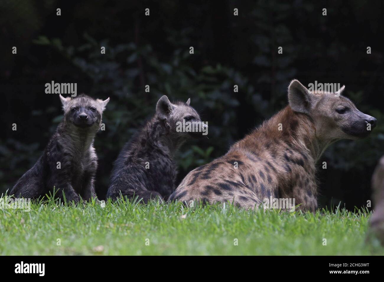 Two hyenas in a fotografías e imágenes de alta resolución - Alamy