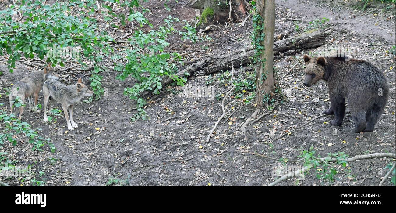 Cuatro osos marrones europeos y cinco lobos grises que viven juntos en bosques británicos por primera vez en Bear Wood, un nuevo recinto en el proyecto Wild Place del zoológico de Bristol. Foto de stock