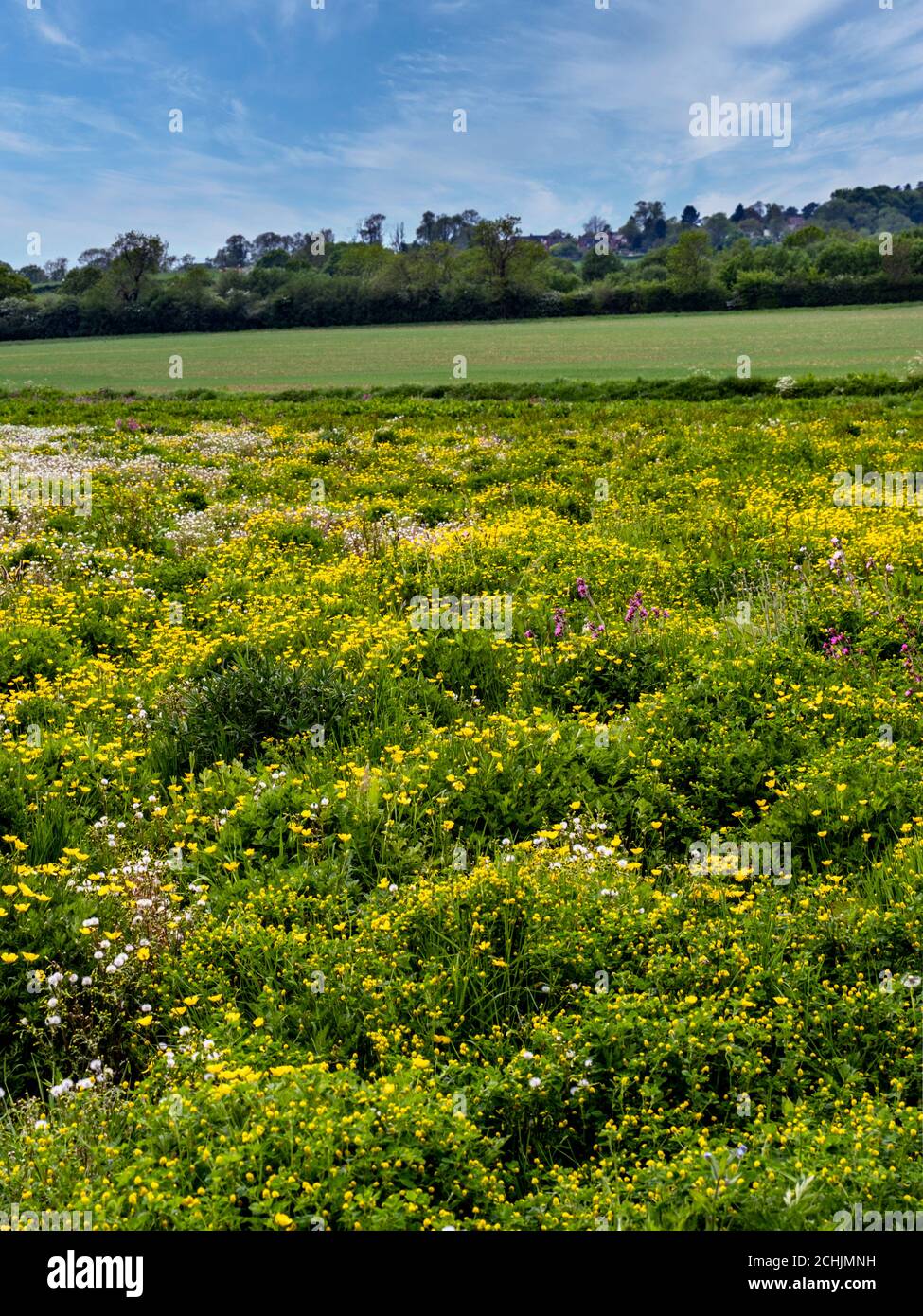 Un prado de flores silvestres con el pueblo de Gumley en el fondo, Leicestershire, Inglaterra Foto de stock