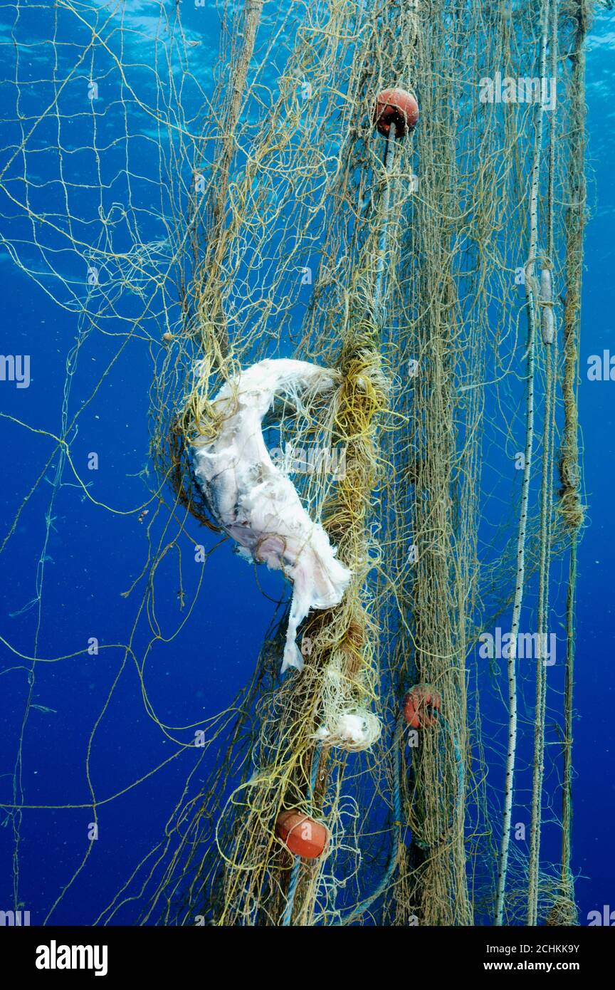 Los peces están enredados por redes de pesca fantasma en la zona marina protegida de la bahía de Gokova, Turquía. Foto de stock