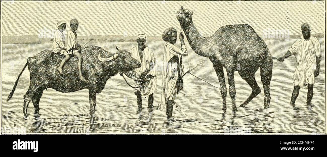 Europa otros . Fig. 51. Vaca de búfalo y camello en el Nilo. Estos animales son comunes en África y el sur de Asia. América del Norte y del