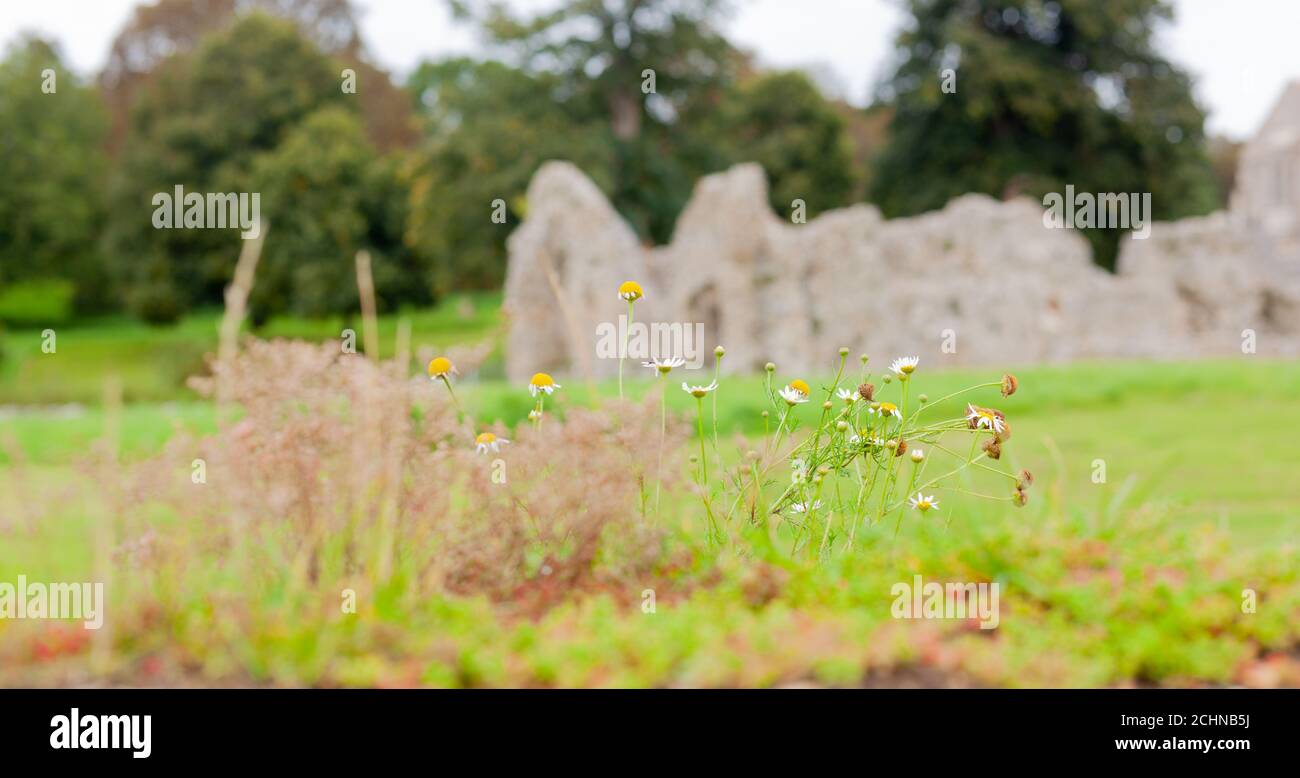 El concepto de Patrimonio de Gran Bretaña - flores silvestres creciendo a lo largo de las paredes del monumento antiguo, Castillo Acre Priorato, Norfolk, Gran Bretaña. Desenfoque de fondo Foto de stock