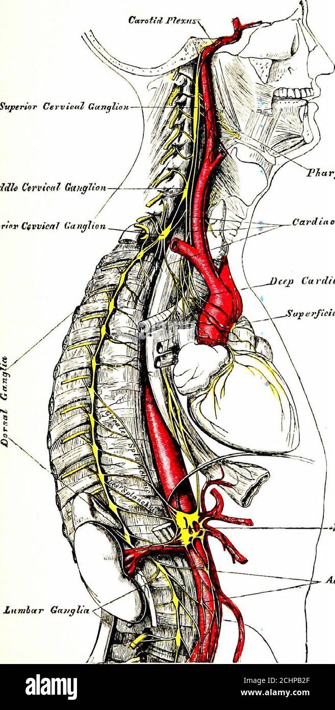 Fisiología humana . ar los grandes vasos sanguíneos o asso-ciated con las  vísceras (fig. 205). También hay nervios sinfáticos, algunos de los cuales  pasan de la cadena simpática a los otros