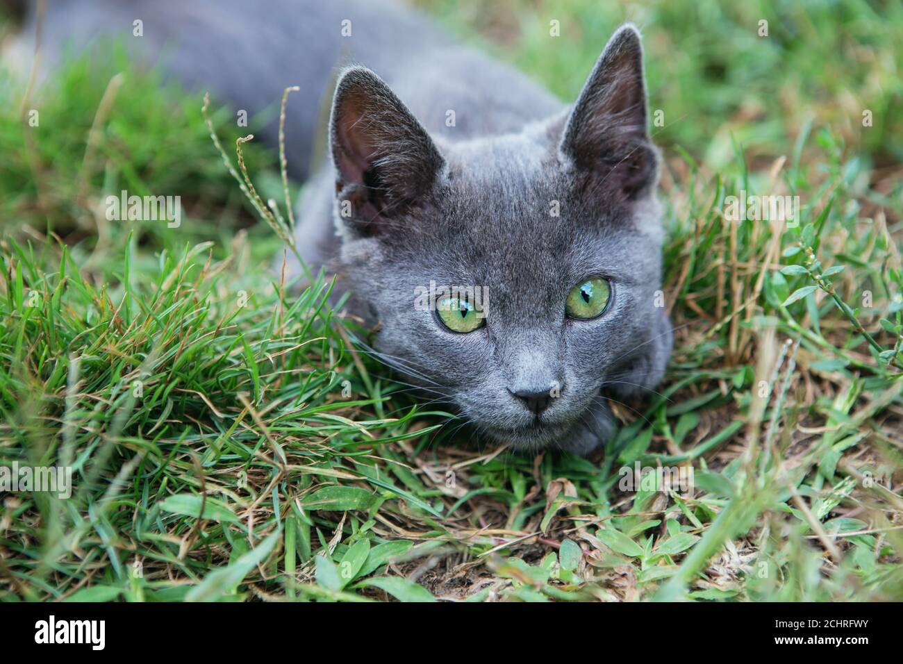 Gato azul ruso. Un pequeño gatito de pedigrí gris de ojos verdes se sienta  en la hierba verde Fotografía de stock - Alamy