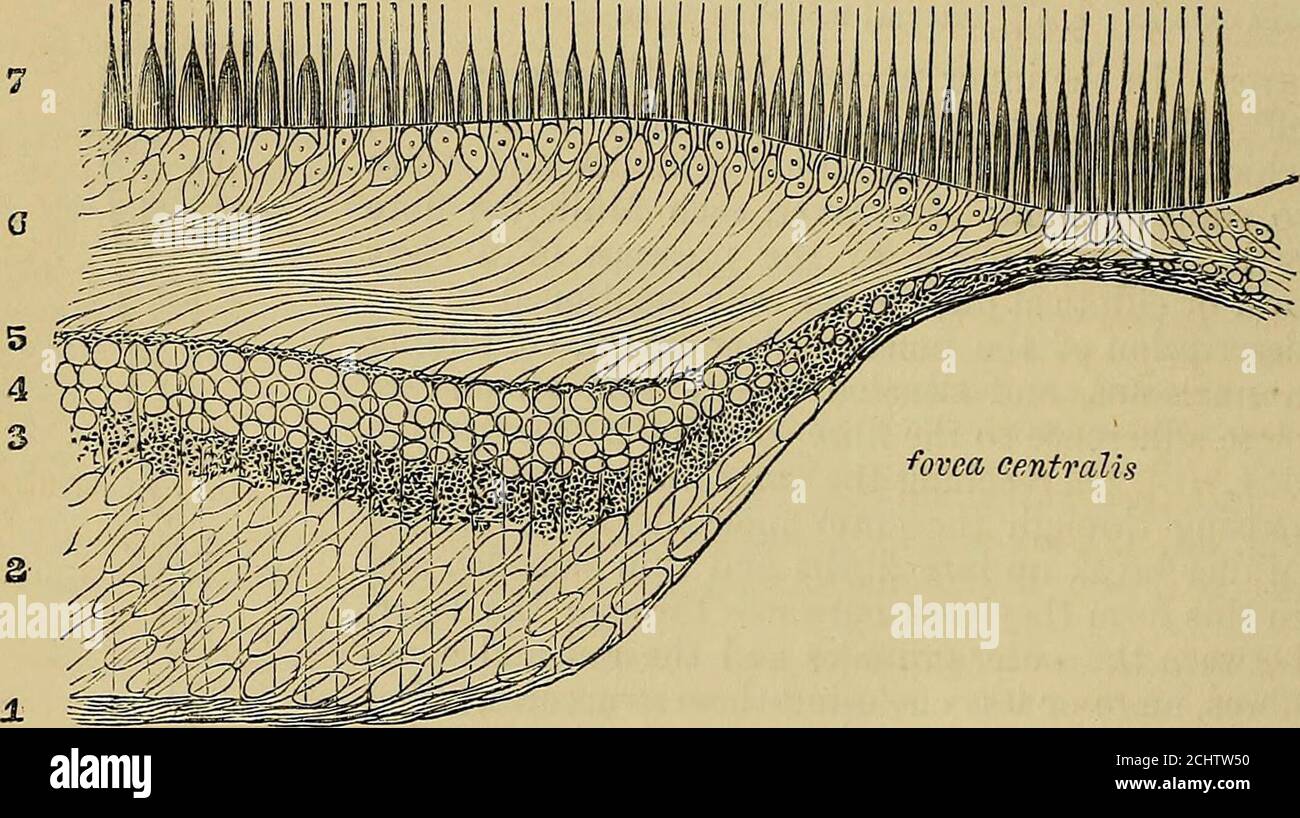 Macula lutea fotografías e imágenes de alta resolución Alamy