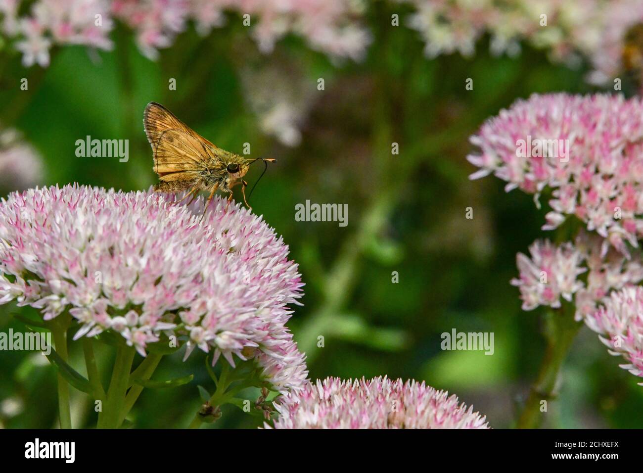 Mariposa de patrón - Hesperiidae - en otoño Joy sedum - Hylotelephium - mariposas diurnas sobre crassulacceae - Papilionoidea Foto de stock