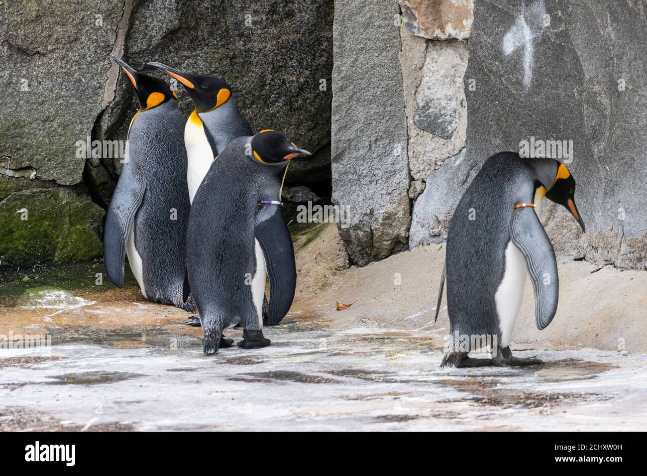 Grupo de licenciatura de pingüinos rey (Aptenodytes patagonicus) en gabinete de pingüinos en el Zoo de Edimburgo, Escocia, Reino Unido Foto de stock