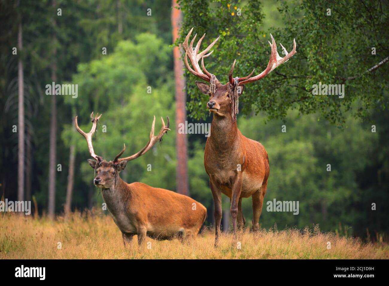 Ciervo rojo (Cervus elaphus), dos ciervos después de frotar el terciopelo en un glade en verano, Alemania, Sajonia, montañas Erz Foto de stock