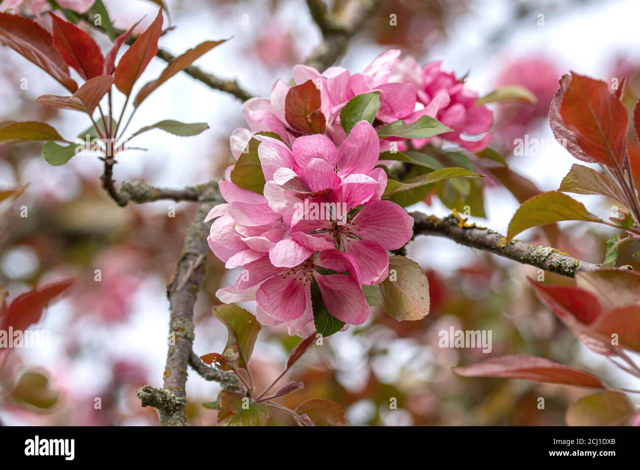 Árbol de manzana ornamental (Malus 'Red Tip', Malus Red Tip), rama floreciente de cultivar Red Tip Foto de stock