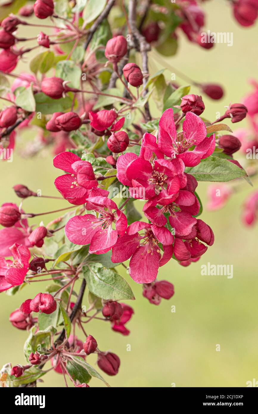 Árbol de manzana ornamental (Malus 'Indian Magic', Malus Indian Magic), rama floreciente de cultivar Indian Magic Foto de stock