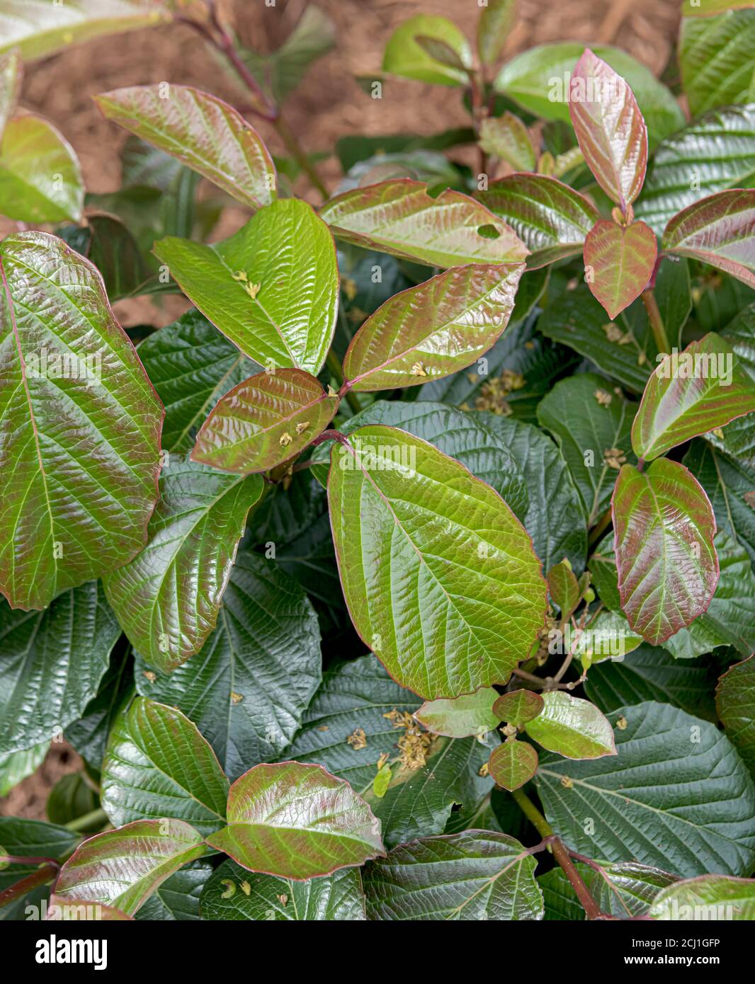 Viburnum (Viburnum 'Dancer hiny', Dancer Viburnum Shiny), hojas de Dancer Shiny cultivar Foto de stock