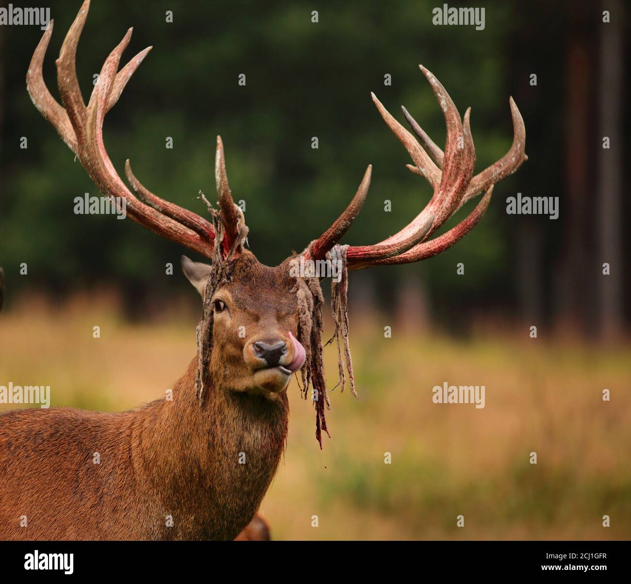 Ciervo rojo (Cervus elaphus), ciervo después de frotar el terciopelo, Alemania, Sajonia, Montañas Erz Foto de stock