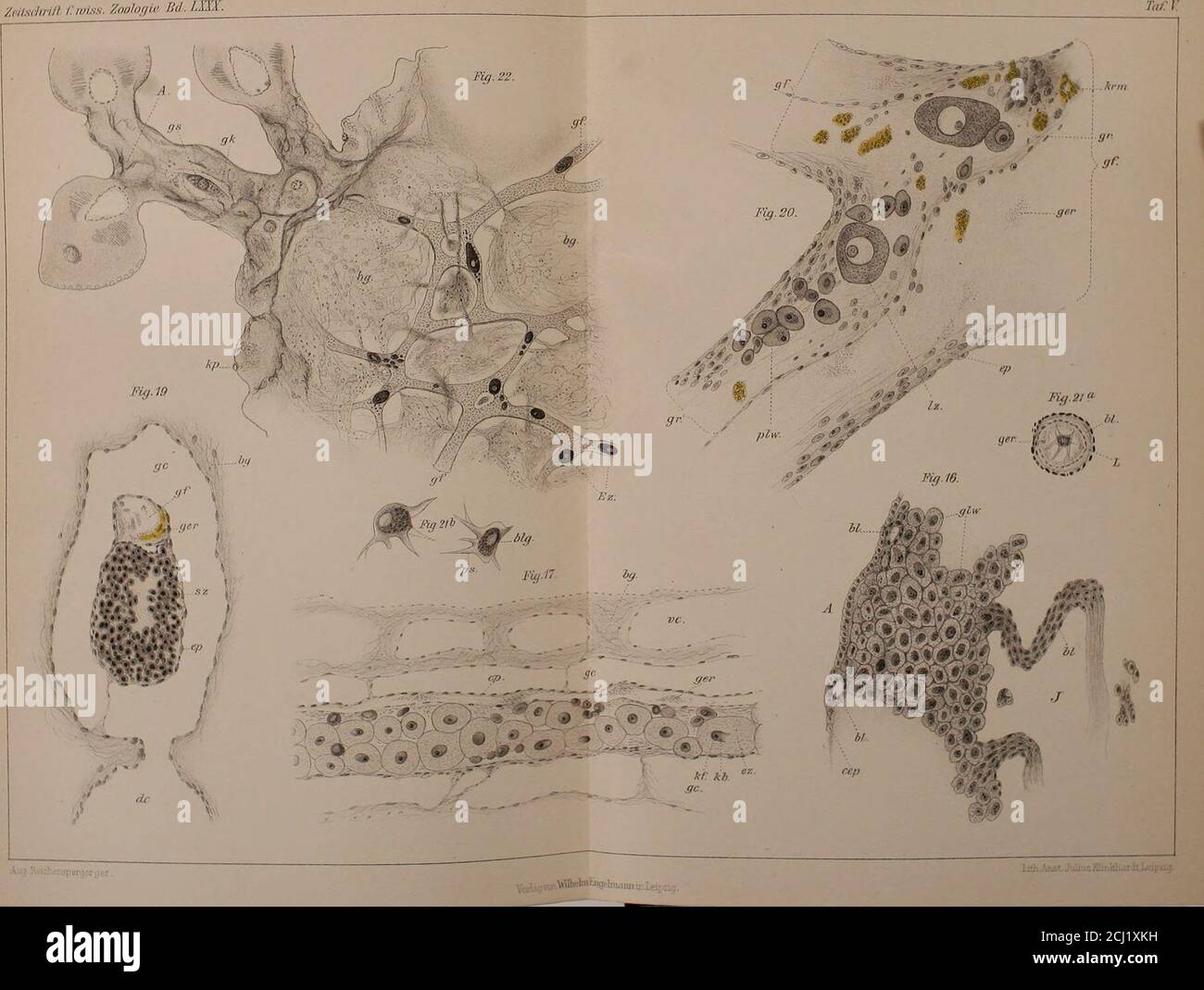 Zeitschrift Fur Wissenschaftliche Zoologie Zeusdirift F Wiss Zoologie Bd Lux A Fig 19 I Z1 8 C S X De Agosto Retchensp Erg Er Vejlaqvoitwi Taf V 1 7 Lt Rm Gfi Fig 20 Ger