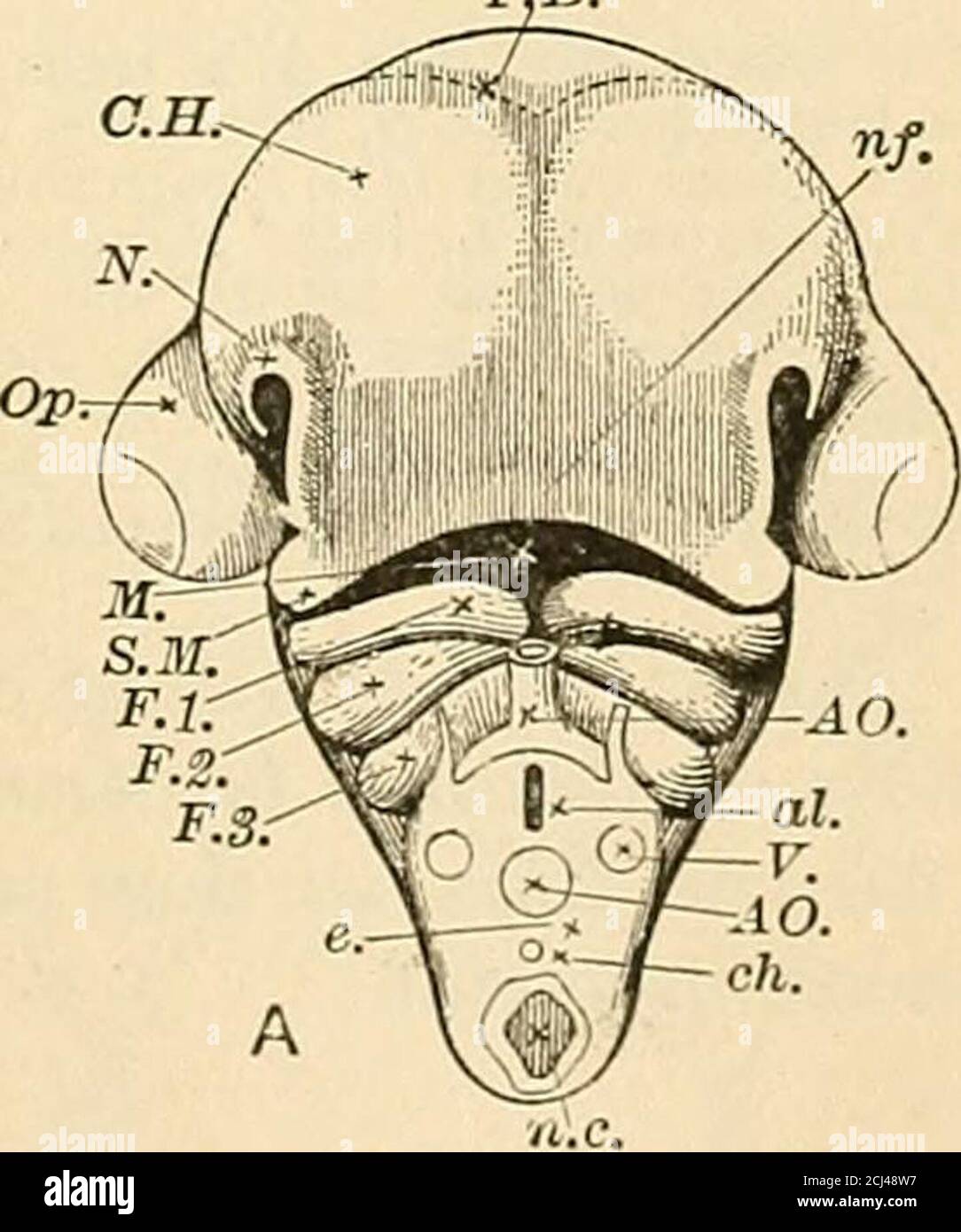 Nervio craneal v fotografías e imágenes de alta resolución Alamy