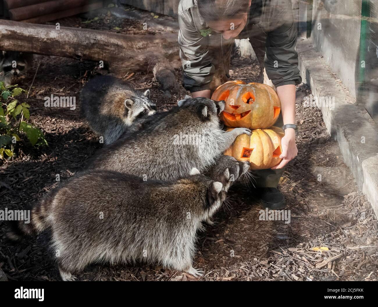 Los mapaches comen calabazas durante las celebraciones de Halloween en el  zoológico de Kiev, Ucrania 29 de octubre de 2019. REUTERS/Gleb Garanich  Fotografía de stock - Alamy