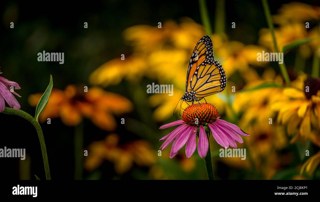 Mariposa monarca en una flor de la conefora púrpura Echinacea Foto de stock