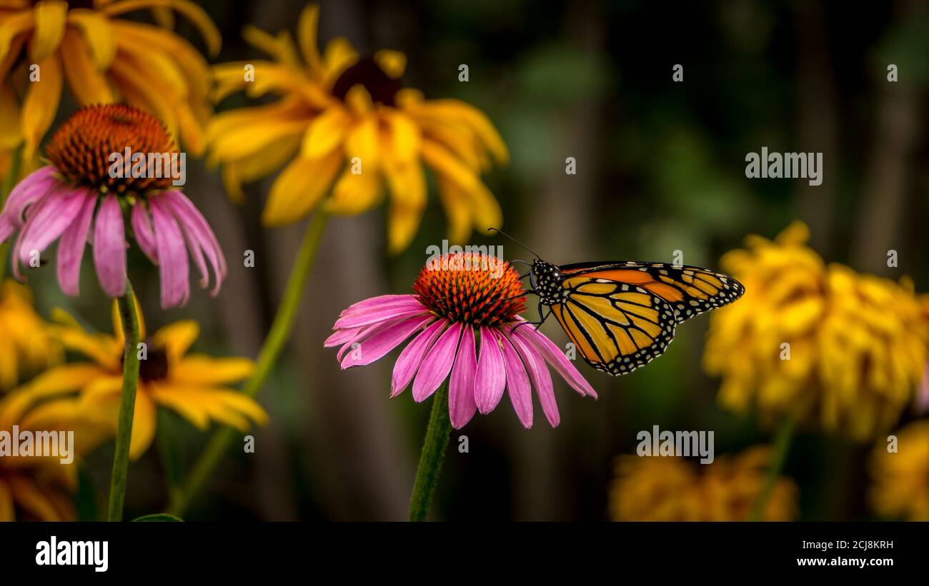 Mariposa monarca en una flor de la conefora púrpura Echinacea Foto de stock