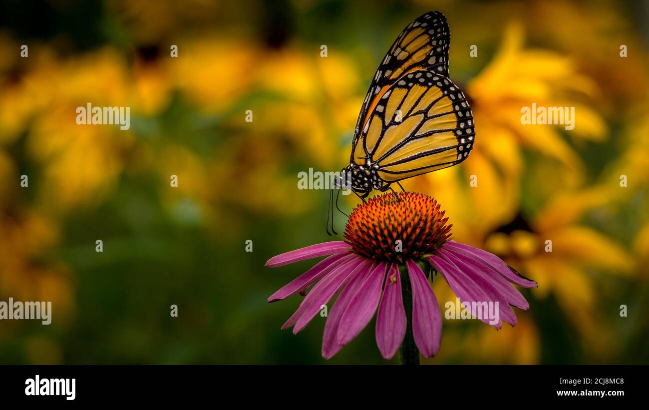 Mariposa monarca en una flor de la conefora púrpura Echinacea Foto de stock
