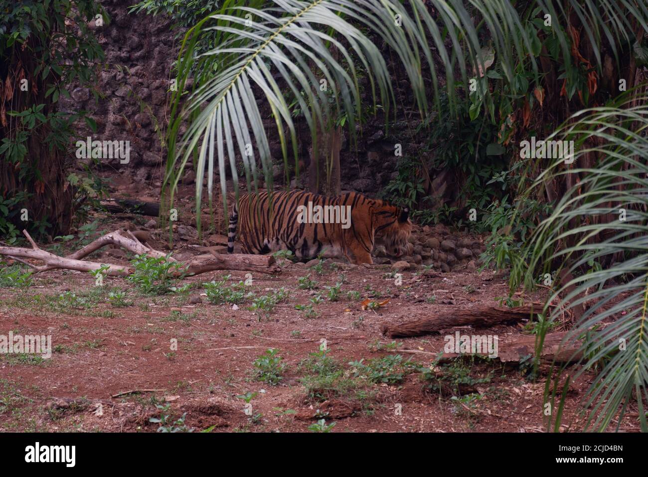 El tigre de Sumatra es una población de Panthera tigris sondaica en la isla Indonesia de Sumatra. Esta población fue catalogada como críticamente Endangere Foto de stock