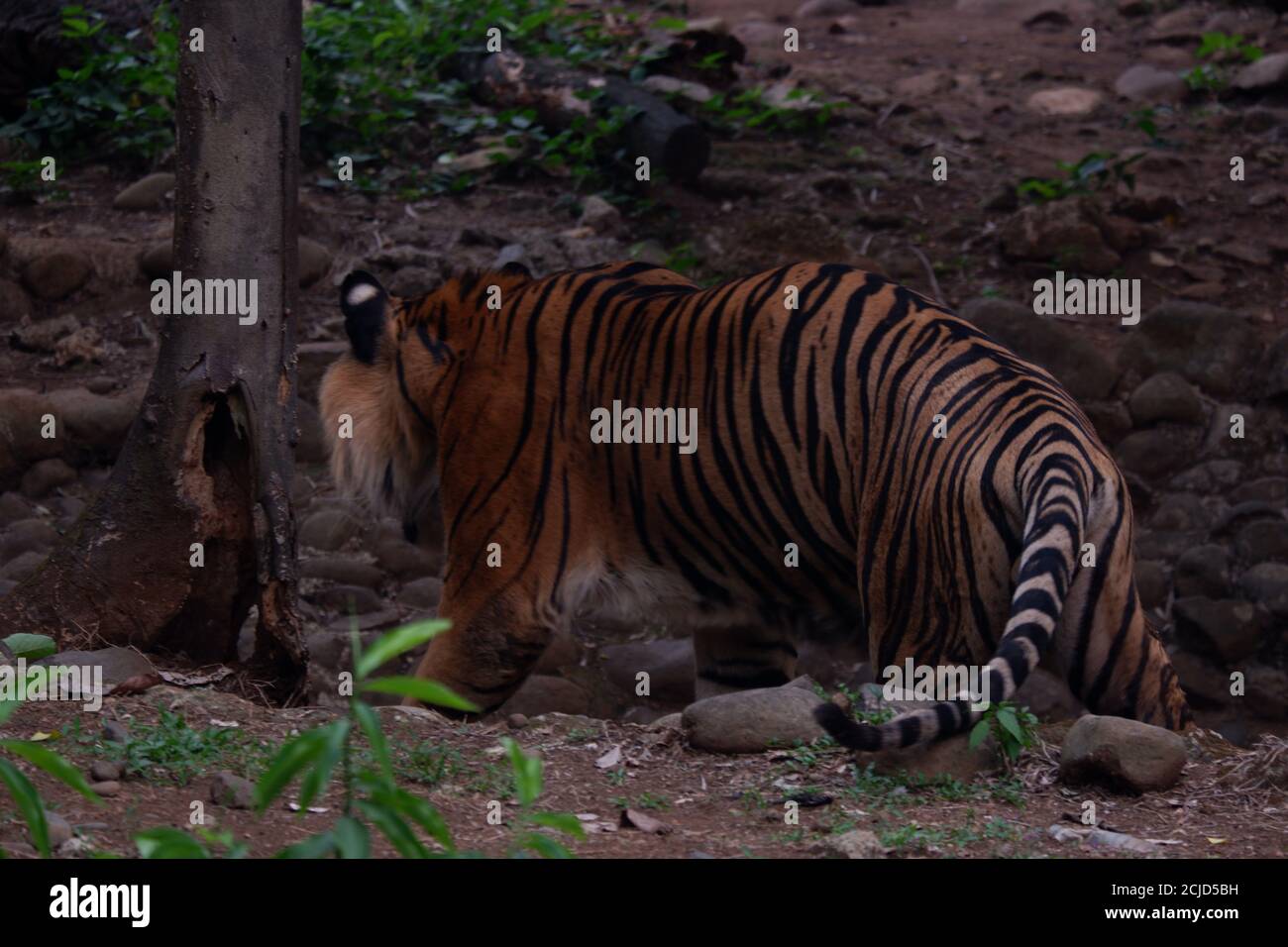 El tigre de Sumatra es una población de Panthera tigris sondaica en la isla Indonesia de Sumatra. Esta población fue catalogada como críticamente Endangere Foto de stock