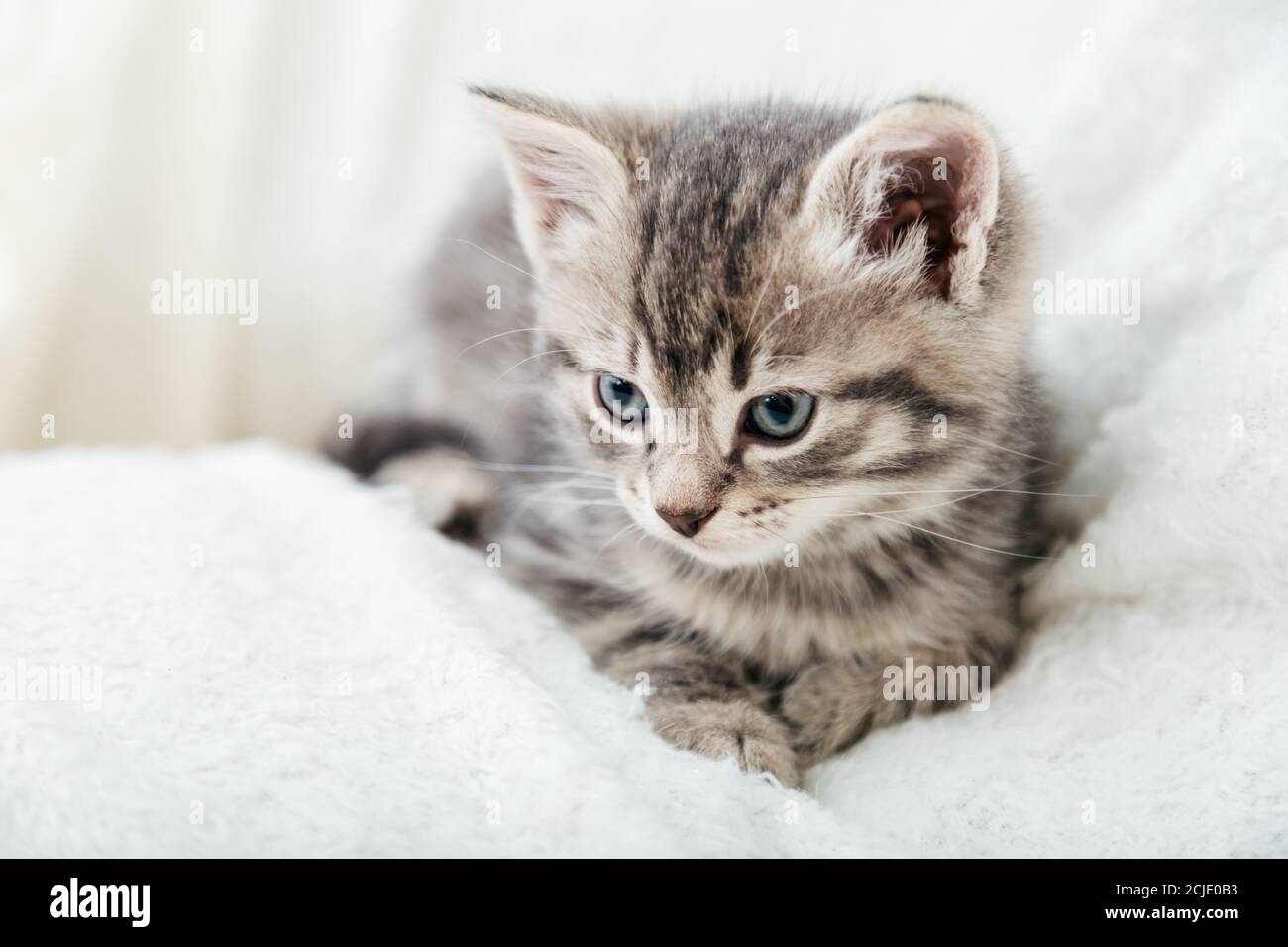 Gatito de tabby de rayas. Retrato de hermoso gatito gris esponjoso. Gato,  bebé animal, gatito con ojos grandes se encuentra en el blanco de cuadros  Fotografía de stock - Alamy