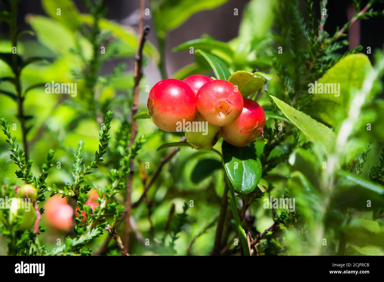Vaccinium vitis-idaea en el bosque ( (lindonberry, partridgeberry, cowberry) Foto de stock