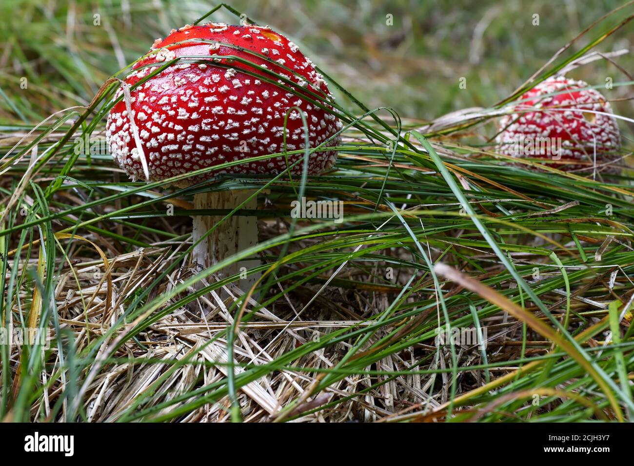 Toadstool rojo que crece en la hierba - Amanita muscaria, hongo venenoso; Foto de stock
